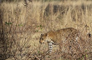 Leopard stalking Puku