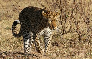 Leopard stalking Puku