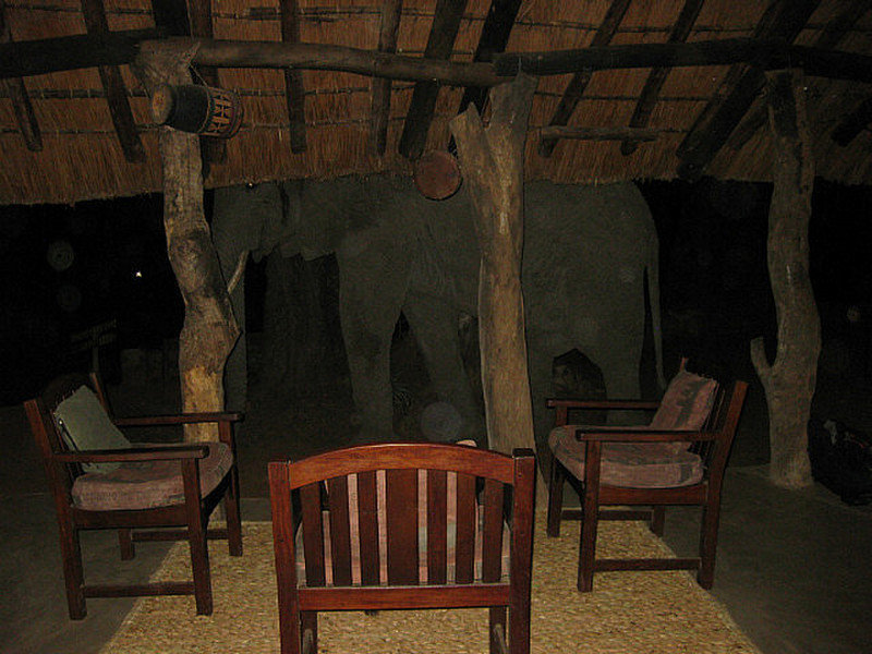  Dinner With An Elephant
