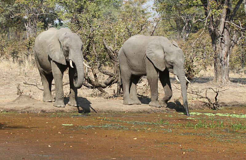 Elephants at the Wildlife Camp Waterhole !
