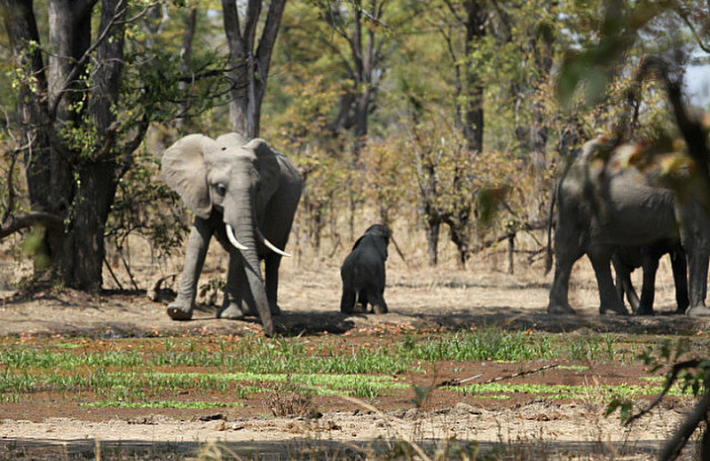 Elephants at the Campsite