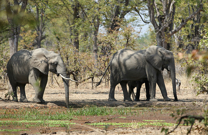 Elephants at the Campsite