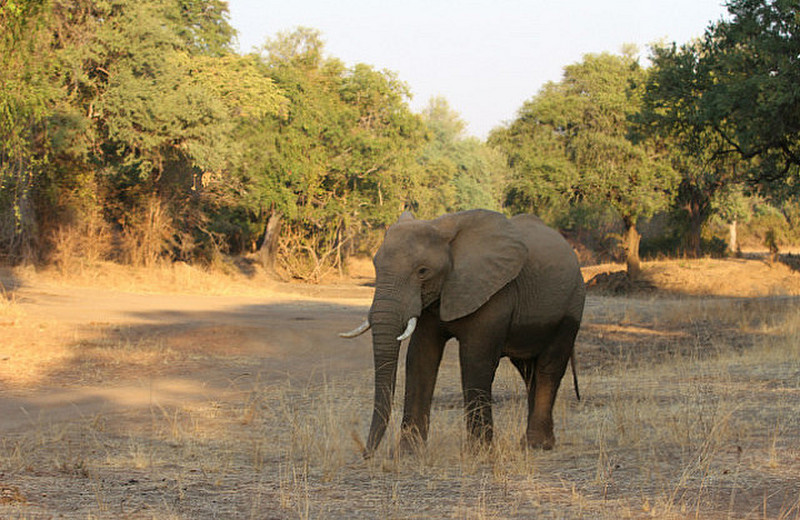 Of Elephants and Wild Dogs