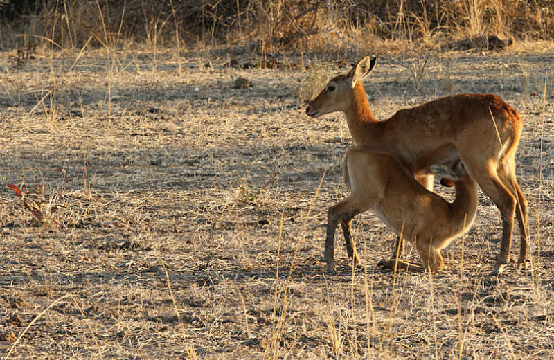 Of Elephants and Wild Dogs