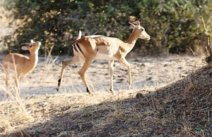 Of Elephants and Wild Dogs