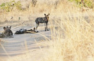 Of Elephants and Wild Dogs