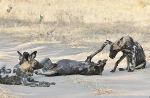 Of Elephants and Wild Dogs