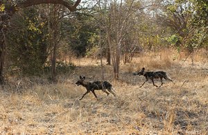 Of Elephants and Wild Dogs