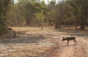 Of Elephants and Wild Dogs
