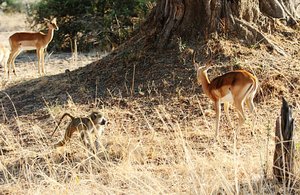 Of Elephants and Wild Dogs