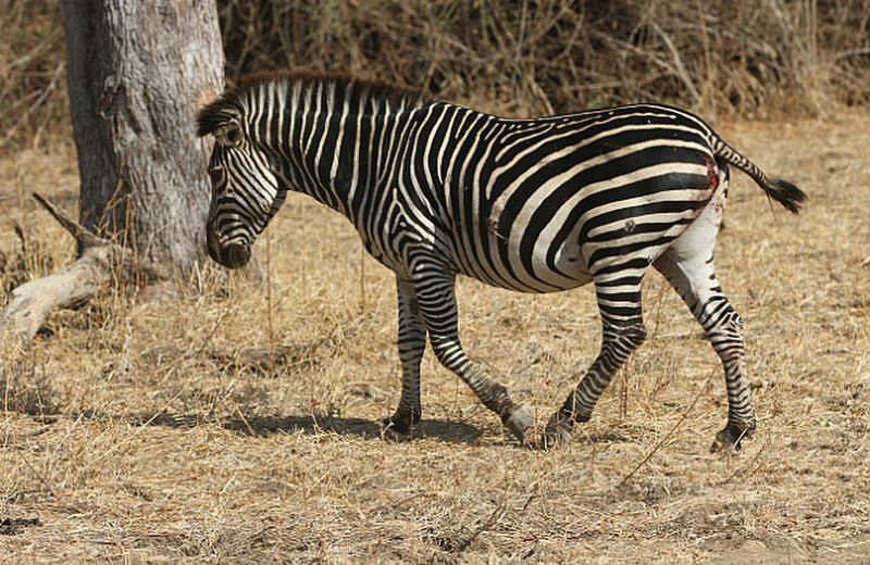 nice zebra