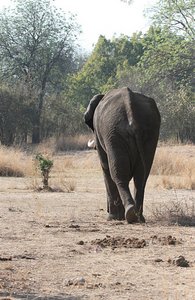 elephant in search of food