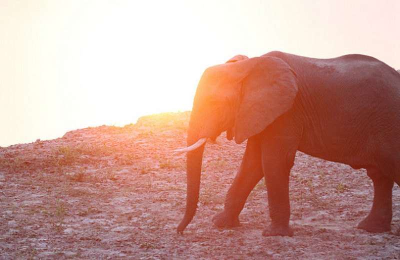 elephant at sunset at camp