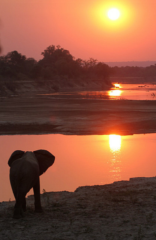 elephant at sunset at camp