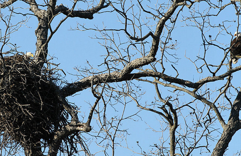 Bald Eagles Return To Their Winter Nest