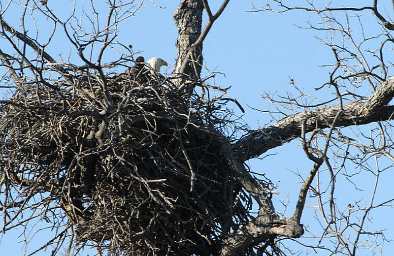 Bald Eagles Return To Their Winter Nest