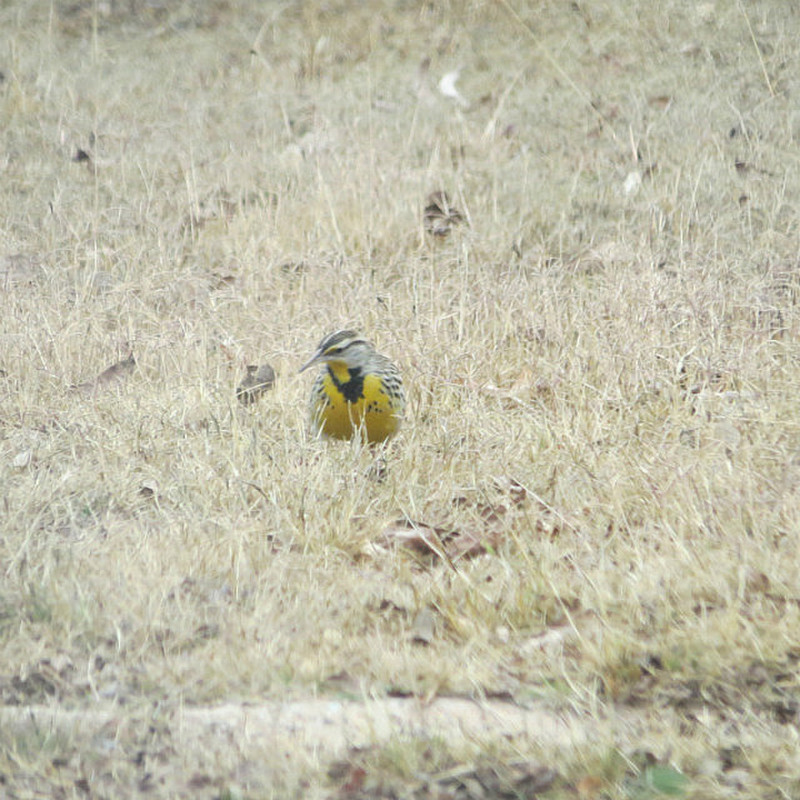 Meadowlark, Winter Visitor