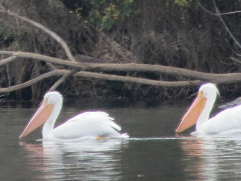 White Pelicans, Winter Visitors TX Hill Country