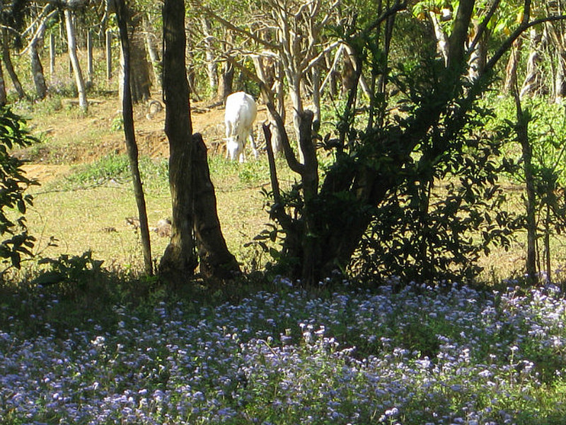 Beautiful White Horse with Good Luck Flowers