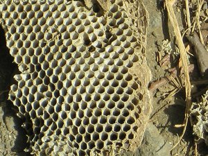 Wasp nest remains on ground