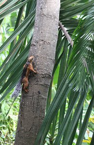 Varieagated Squirrel, Nicoya Peninsula Sub Species