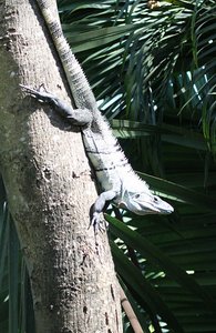 Iguana hanging out at Luna Llena