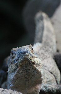 Iguana with Blue Lips