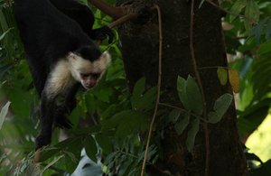 White-throated Capuchin Monkey