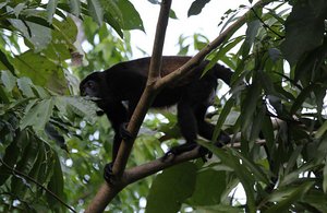 Mantled Howler Monkey Moves Through The Trees 