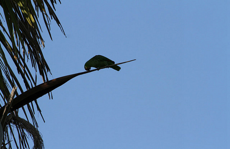 Parrots on Palm