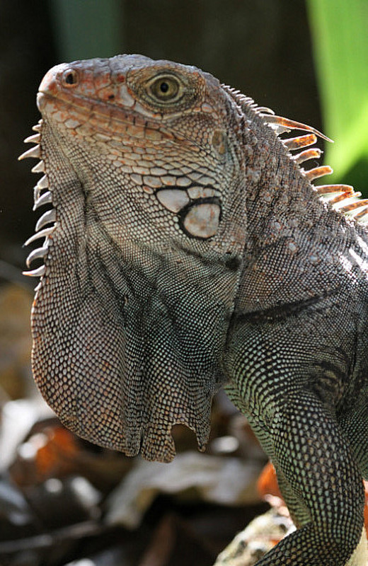 Spiny-tailed iguana Turns Orange in Mating Season