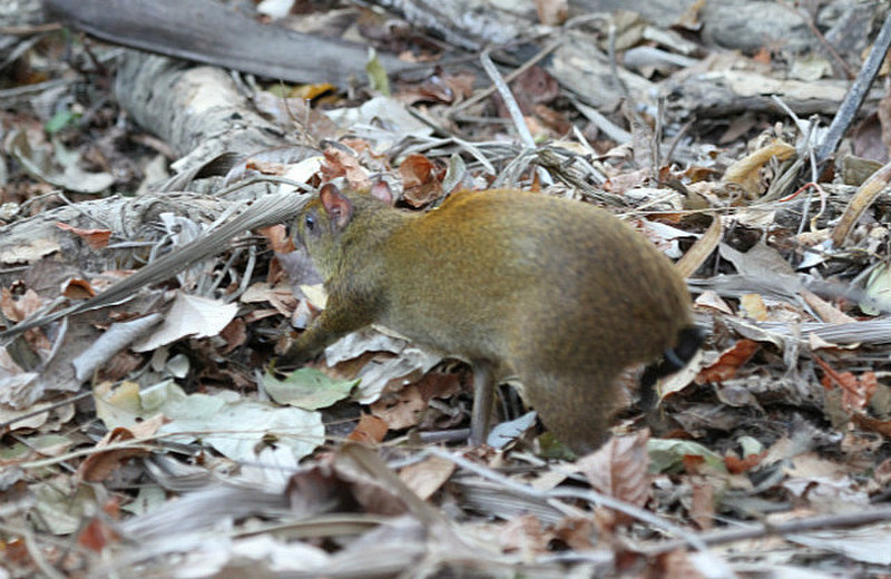 Common Agouti, member of rodent family