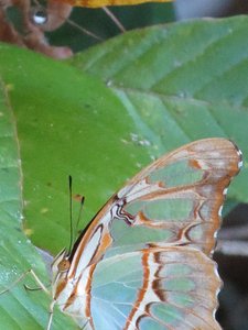 lovely lime colored butterfly