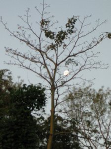 Full Moon  --  Luna Llena