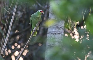 Parrots spy on us at Costa Rica Craig&#39;s !