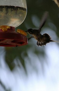 Long tailed Hermit , a very large  hummingbird ?