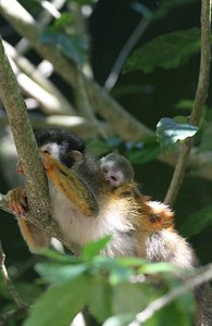 Squirrel monkey mother and baby!