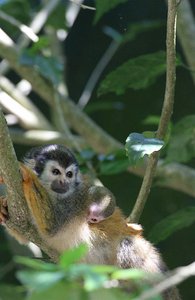 Fascinating face of the Squirrel Monkey
