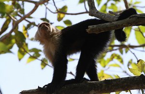 White Throated or White Face Capuchin watches
