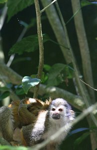 Squirrel monkey in sunlight