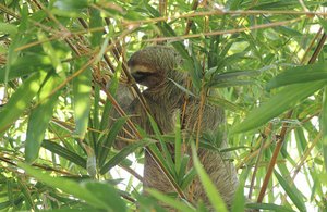 Sloth in bamboo had apparently been days