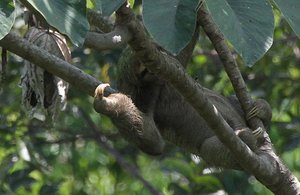 Another sloth in Cecropias (called &quot;guarumo&quot;) tree