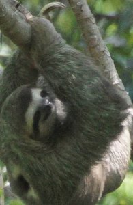 This Sloth was a unusually &#39;fast&#39; mover