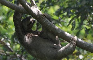 This Sloth was a unusually &#39;fast&#39; mover