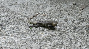 Iguana in our path