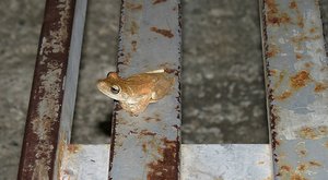 Frog at the bus stop near El Avion :)