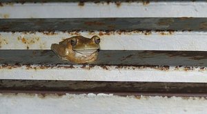 Frog at the bus stop near El Avion :)