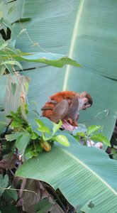 A squirrel monkey with baby next to Raphael&#39;s
