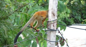 LOL squirrel monkey walks the wire - Raphael&#39;s