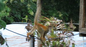 LOL squirrel monkey walks the wire - Raphael&#39;s